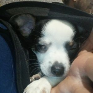 Meet your Posher, Phoebe